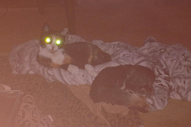 Dog sleeping next to a cat with glowing eyes